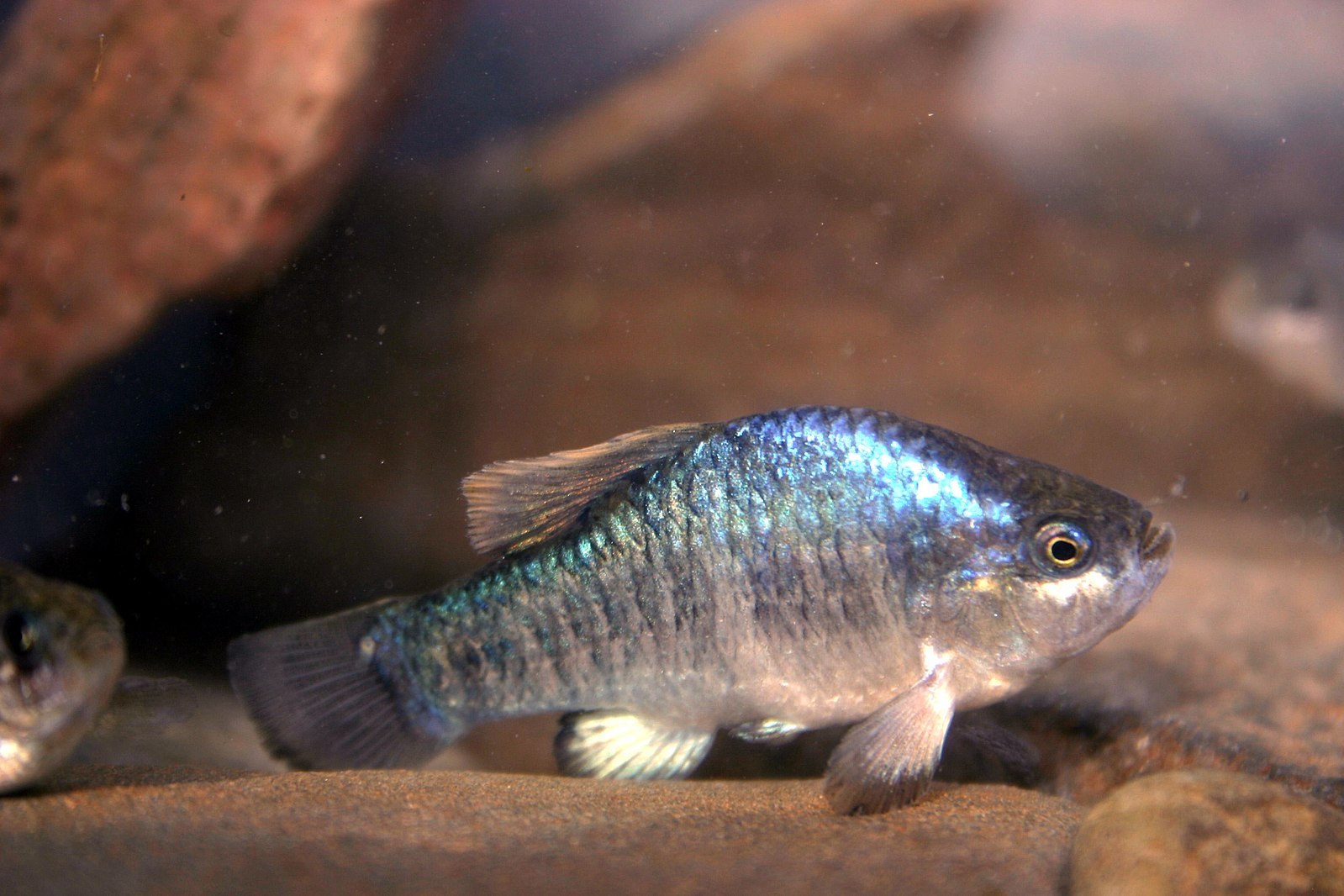 Owens Pupfish is small with metallic blue and green scales