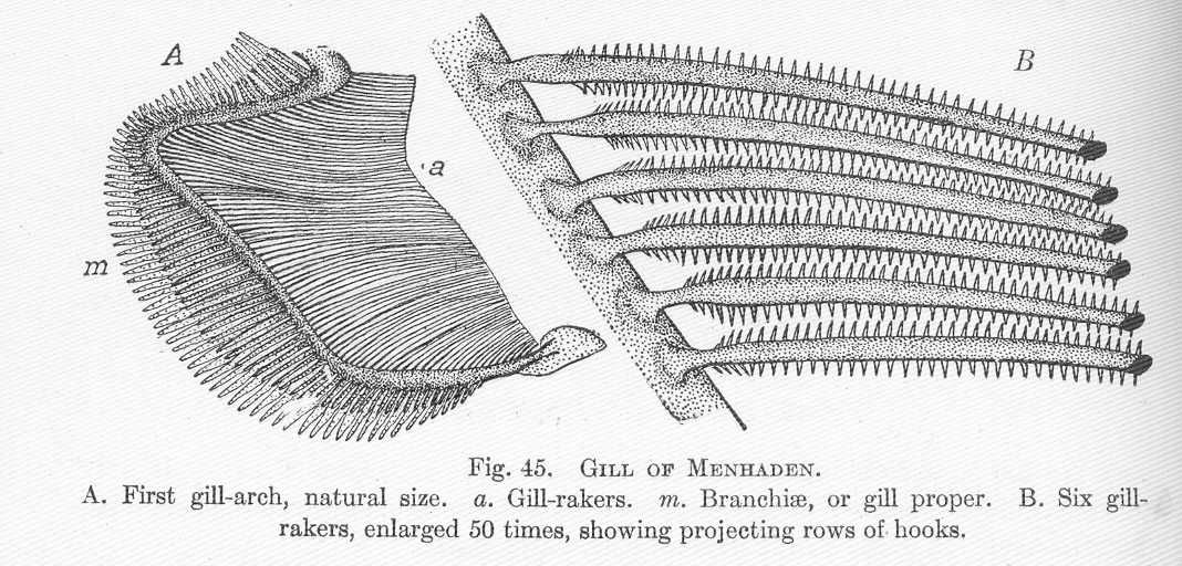 Illustration of gill arch, gill lamellae, and hooks for enhanced filter feeding. All made up of hundreds of thin filaments.