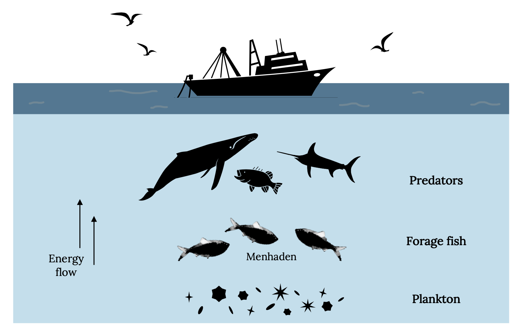From smallest to largest organism: Plankton, forage fish, predators. Energy flows from bottom to top.