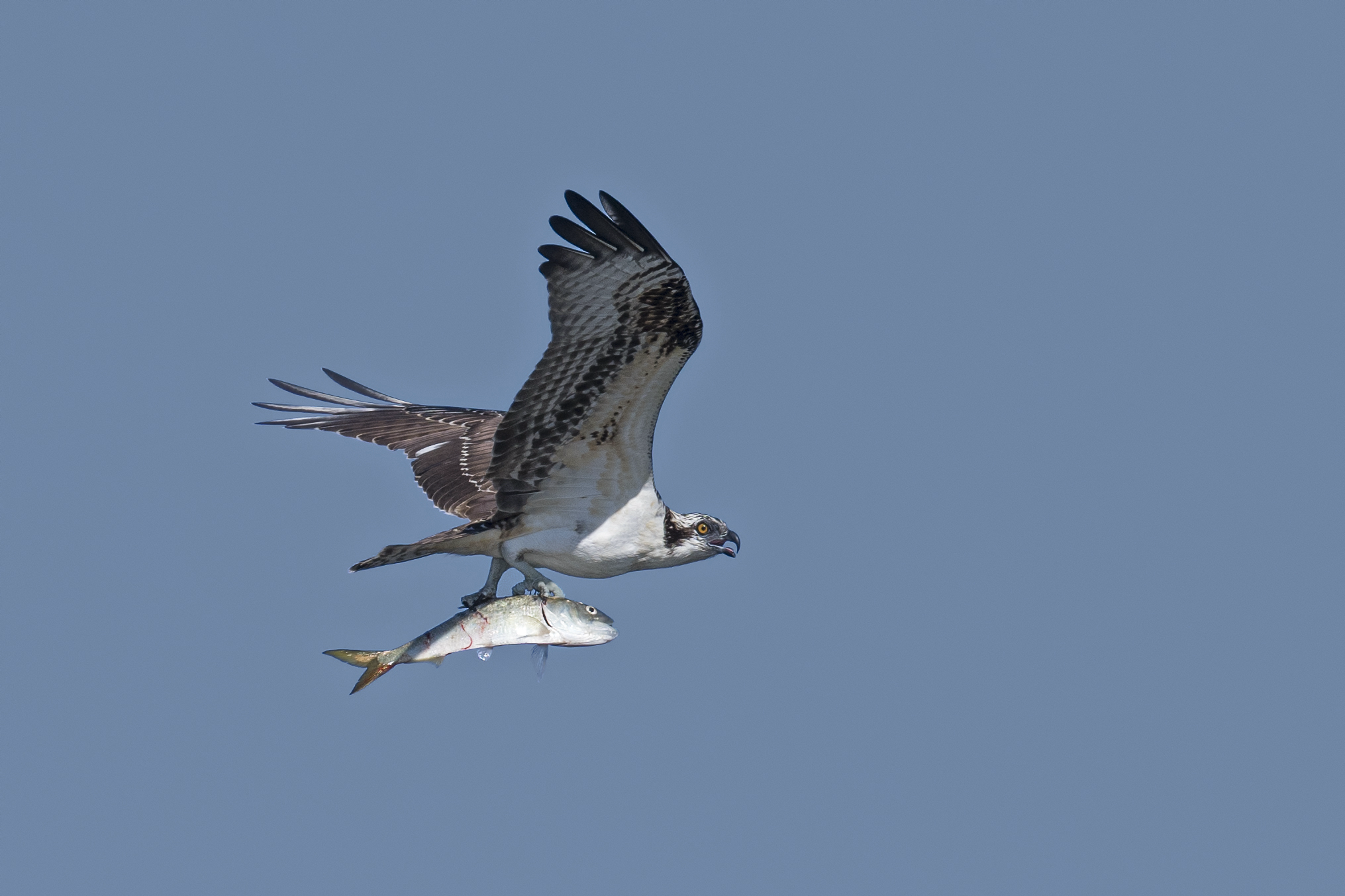 Osprey in flight with menhaden in talons
