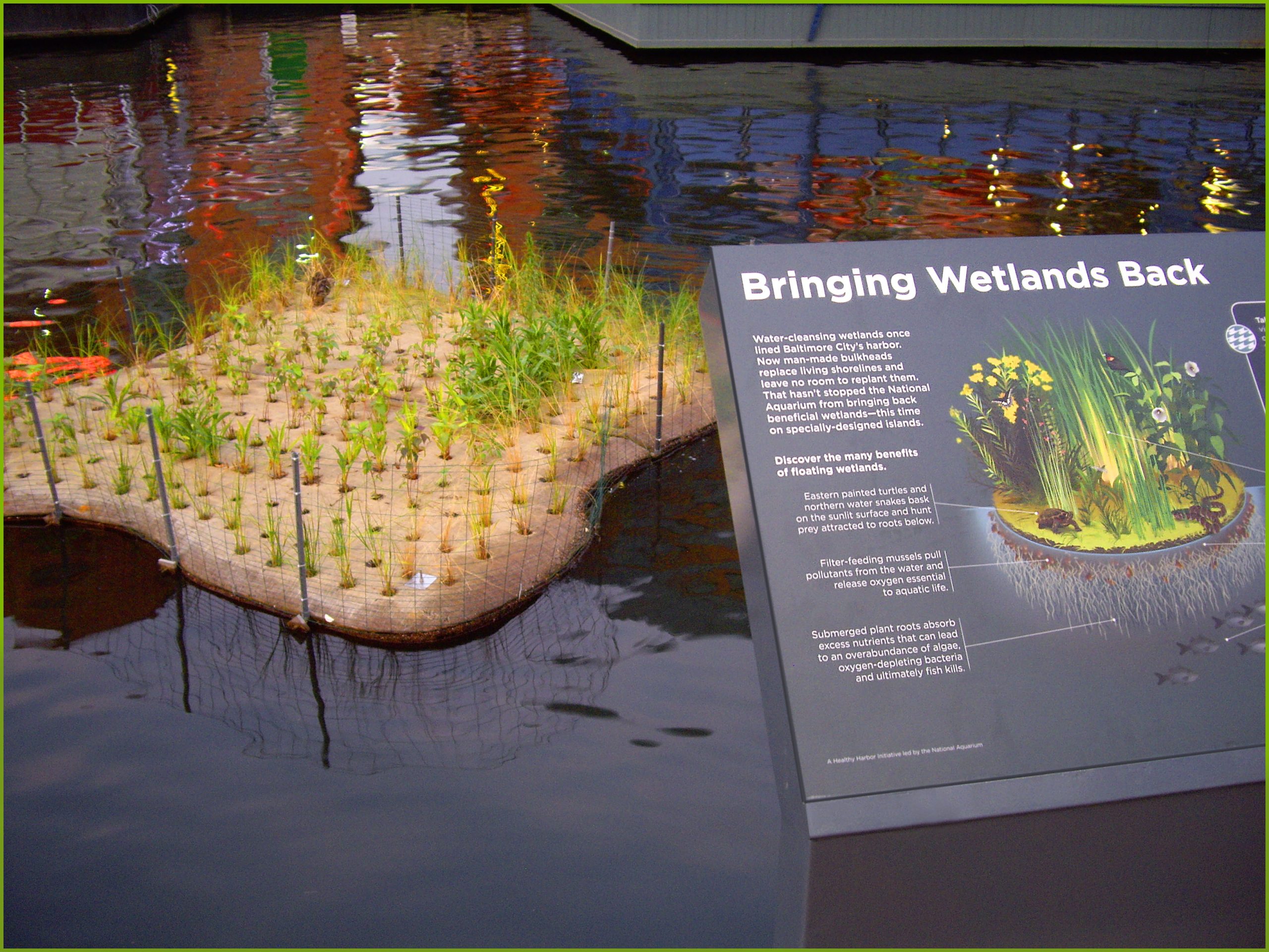 Photograph of floating wetland exhibit with an informational sign reading, "Bringing wetlands back."