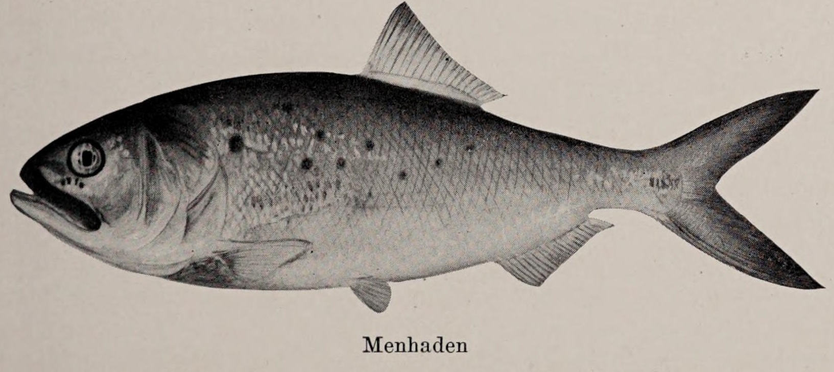 Illustration of Atlantic Menhaden with silvery color and a distinct black shoulder spots behind their gill opening