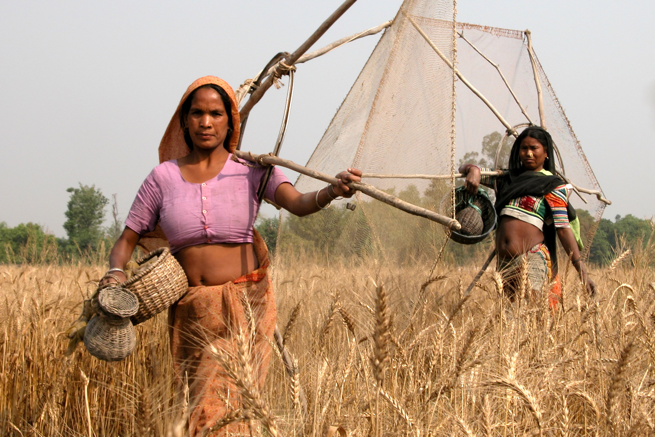 2 women walk through a field carrying a fishing net built with netting and branches