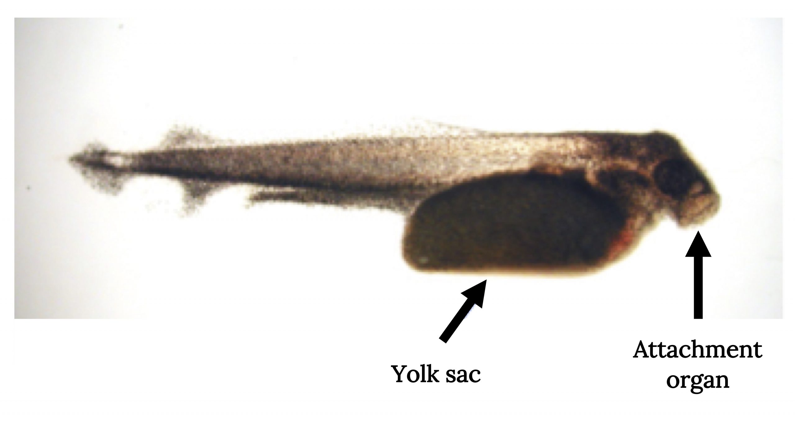 Larval gar with yolk sac identified at the side of the front portion of fish and an attachment organ identified at the head
