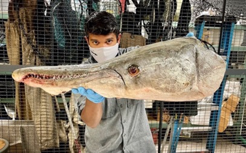 Solomon David holding Alligator Gar skull