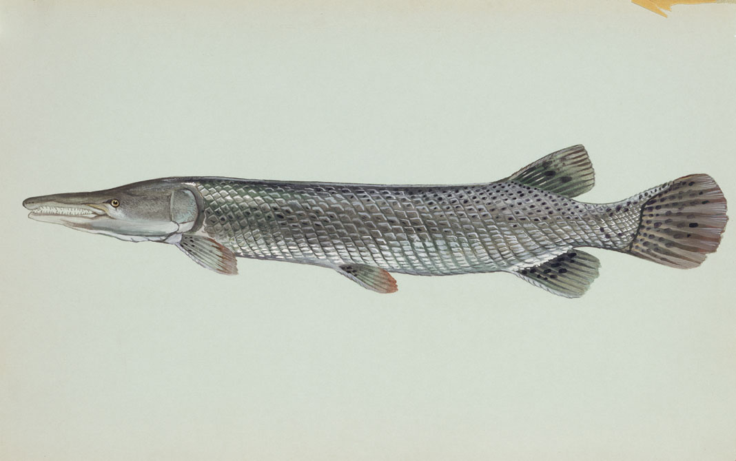 Long fish with a snout of teeth resembling an alligator