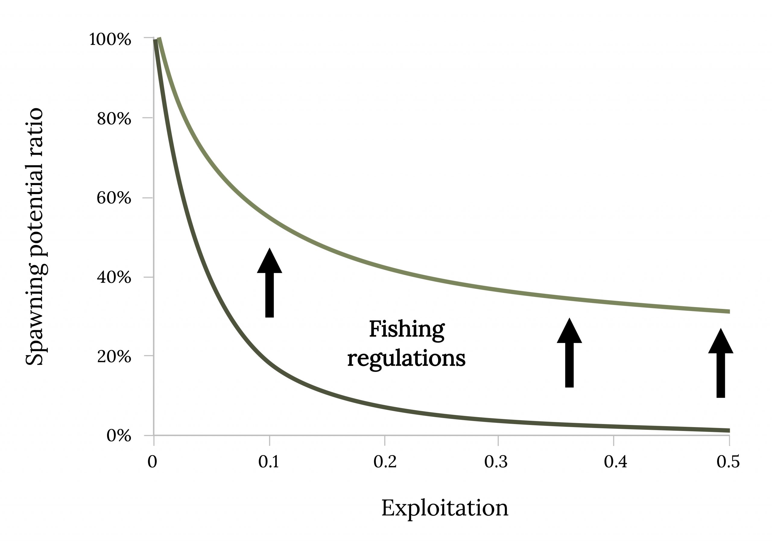 Decline in spawning potential ratio with exploitation and fishing regulations