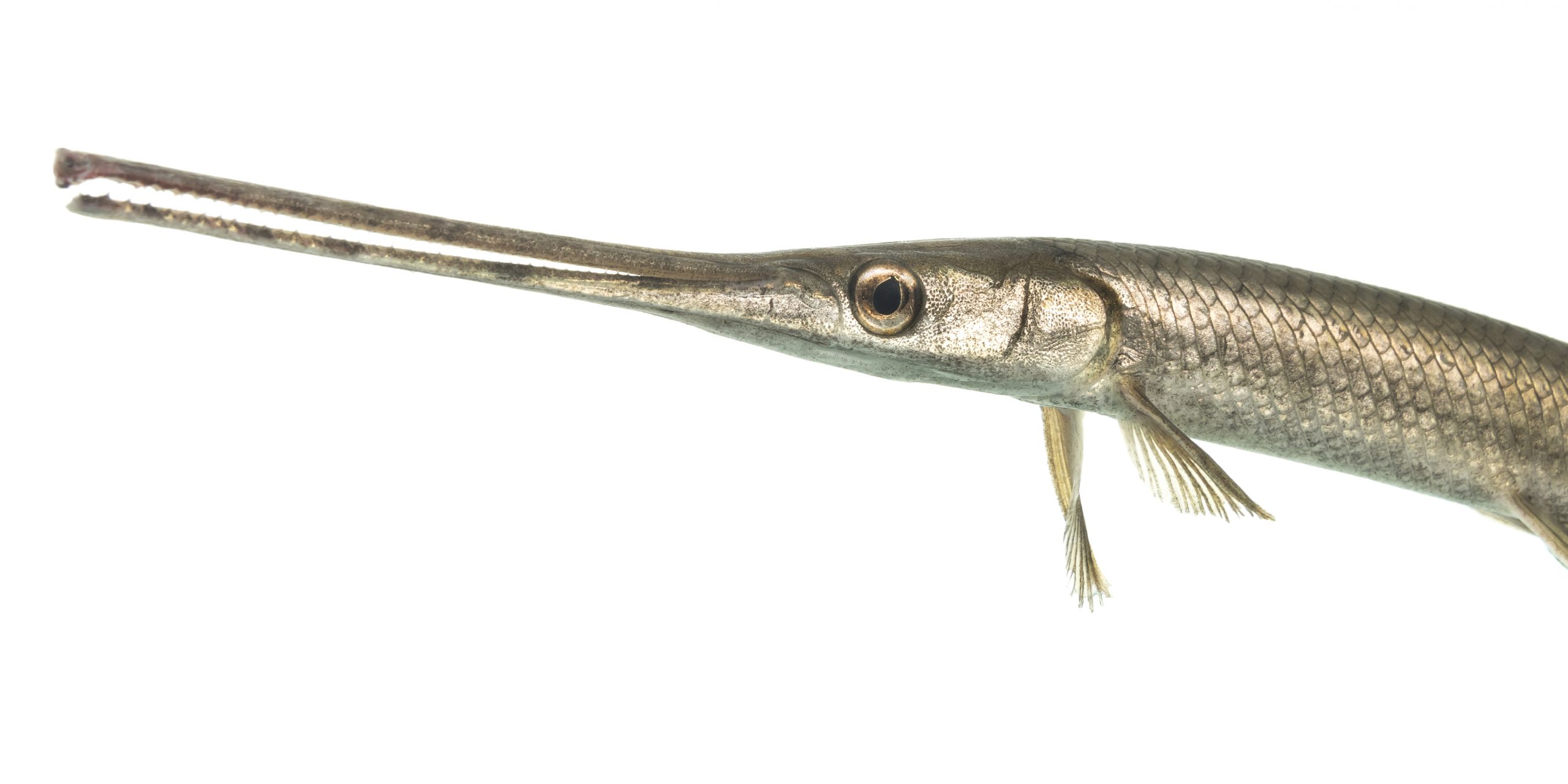 Close-up of front portion of fish with large eyeball and thin, long snout
