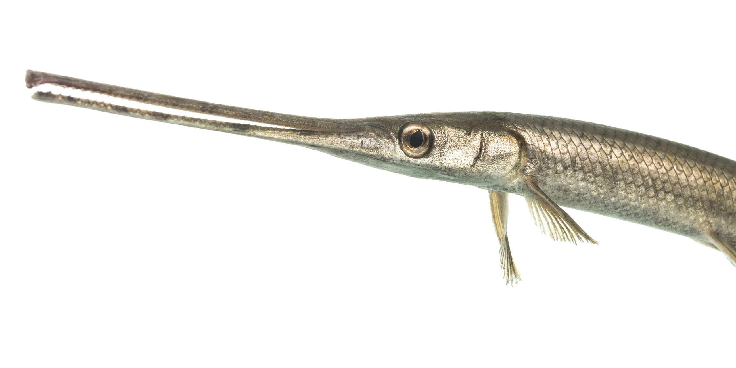 The Misunderstood Longnose Gar