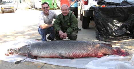 2 men squat in front of a large alligator gar, laid out on a tarp on the ground