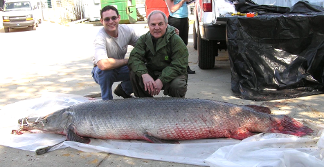 The Alligator Gar – a Monster-Sized Armored Fish - John In The