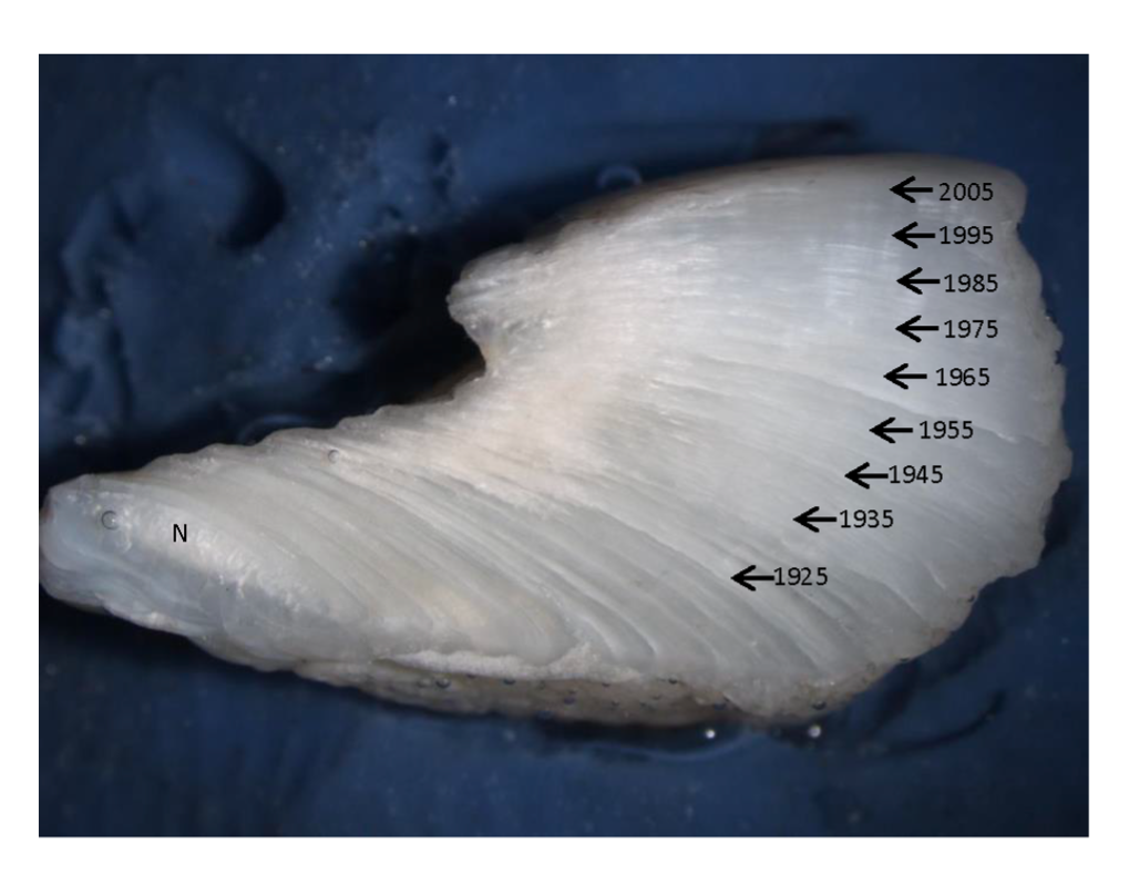 Otolith of 95 year old Alligator Gar showing annual rings from 1925 to 2005
