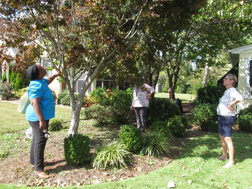 Three people stand around a tree looking up into foliage