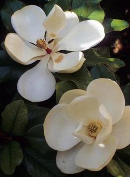 two large magnolia flowers