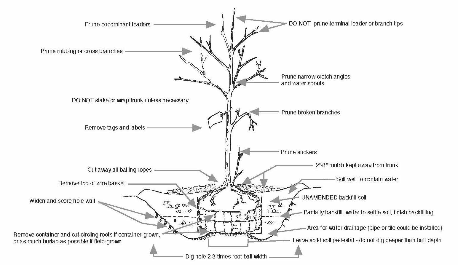 immature small tree ready to be planted with arrows indicating that you should prune dominant leaders, dont prune terminal leaders of branch tips, prune rubbing or crossing branches, prune narrow crotch angles and water sprouts, remove tags and labels, cut away all balling ropes, remove top of wire basket, widen and score hole well, remove container, and dig hole 2 to 3 times root ball width.