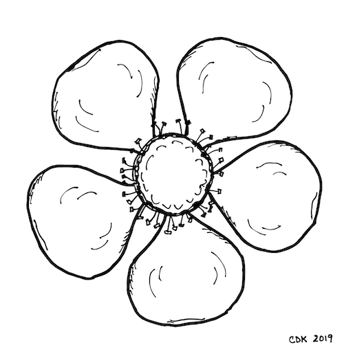 drawing of five petal flower. center is ringed with short pin/rectangular pin head-like stamen.