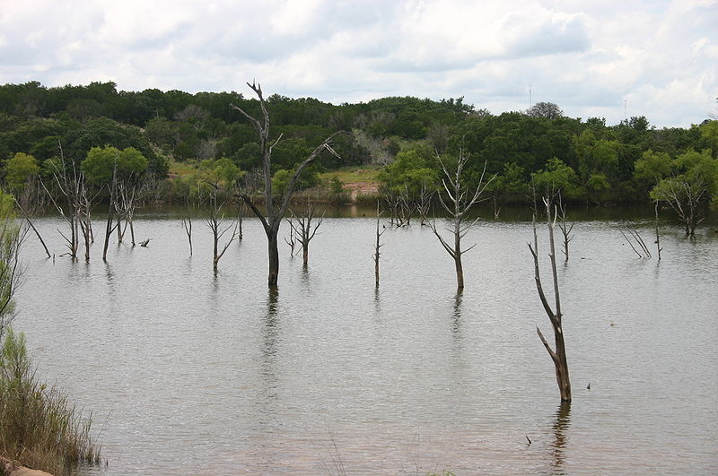 Ghost forest, trees stick out of water