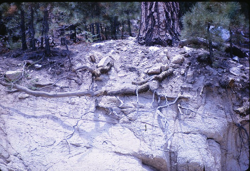 Cut away of soil showing roots in top of dry grey soil