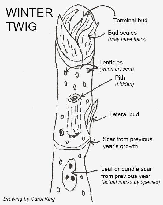 end of winter twig with rounded top labeled terminal bud. Five small leaves, bud scales (may have hairs), wrap around but don't cover top. Scattered down twig are small oval shapes marked Lenticles (when present). Below, arrow "pith (hidden)" points to vertical canister-shaped structure inside twig. Below, protrusion "lateral bud" sits above band spanning width of twig "scar from previous year's growth." Below, larger roundish mark containing solid dots "Leaf of bundle scar from previous year (actual marks by species)