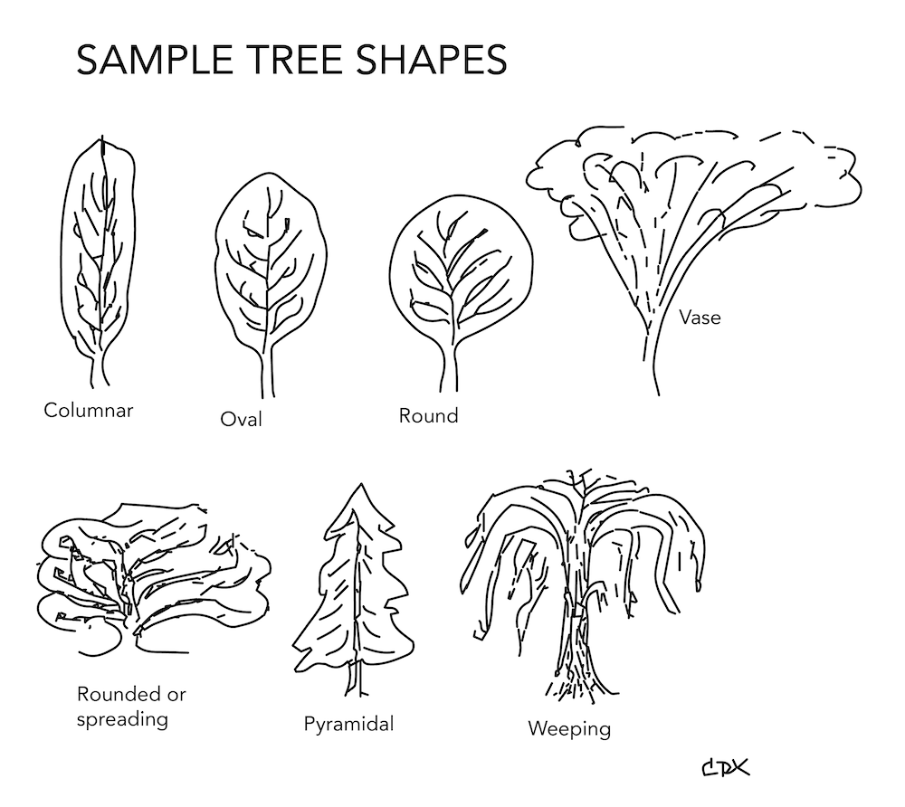Tree shapes showing a columnar, oval, and round tree. A vase shaped tree with spreading branches. A rounded or spreading tree, pyramidal tree, and a weeping tree with weeping branches.