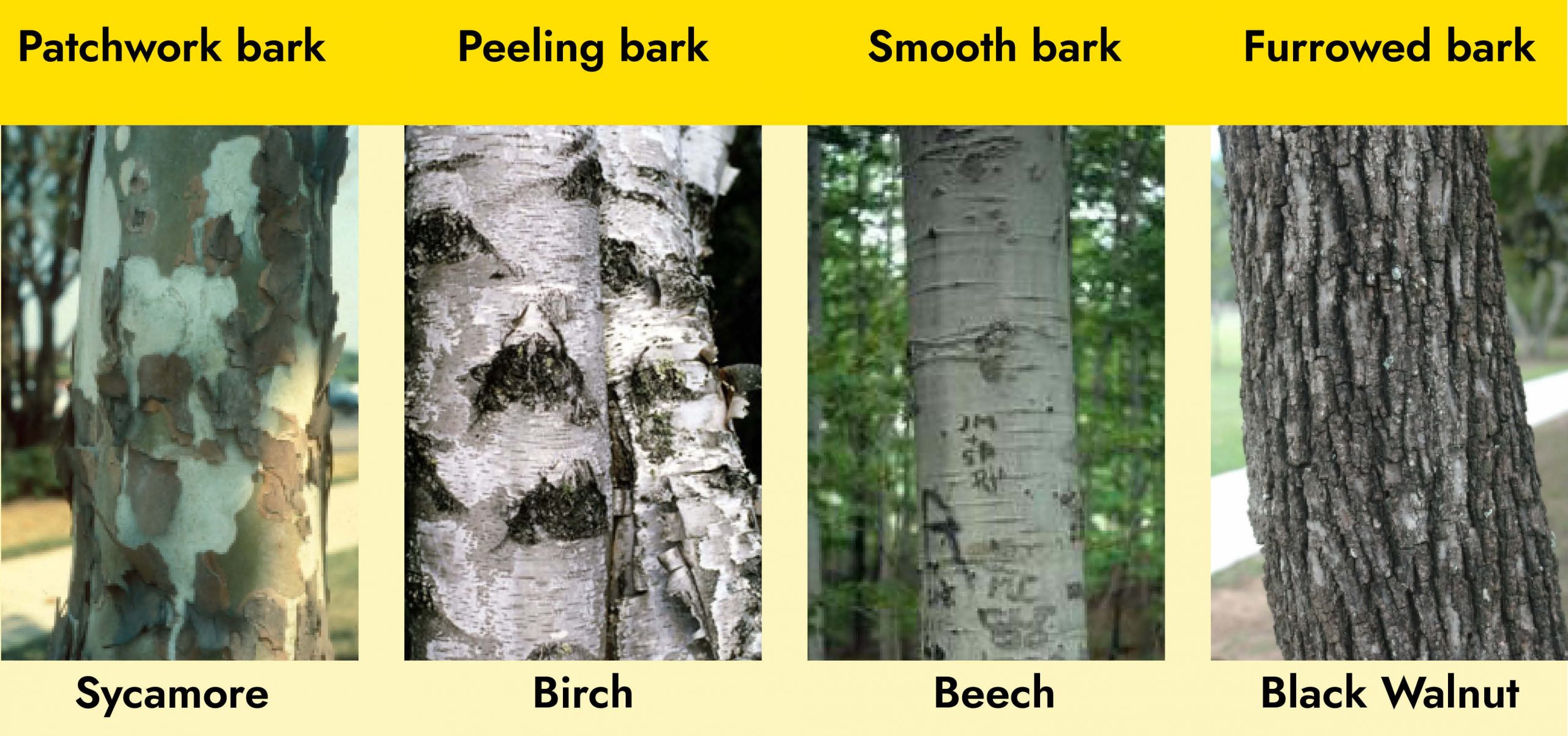 graph depicting 4 types of bark structure. A sycamore with patchy, loose "patchwork bark," a birch with loose and peeling "peeling bark" a beech with uniform grey "smooth bark" and a black walnut with dark brown textured "furrowed bark"