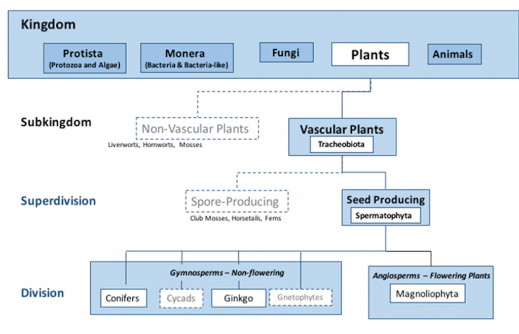 Chapter 5: Tree Taxonomy, Identification, and Measurement – Tree ...