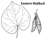 black and white image of redbud leaf and pods