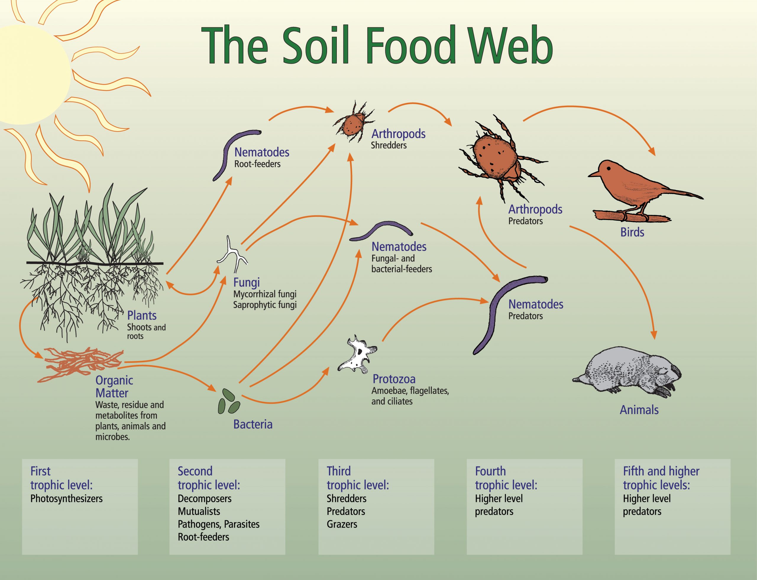 diagram of the soil food web which shows the first trophic level (photosynthesis) as plants and organic matter. Arrows point to the second trophic leve (decomposers, multualists, pathogens, and root feeders), arrows point to the third trophic level (shredders, predators, grazers) with pictures of arthropods and nematodes. Arrows point too the fourth trophic level (higher level predatros) with images of animals and birds. Arrows point too the fifth and higher tropic levels, which includes higher level predators.