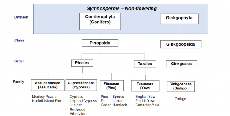 Chapter 5: Tree Taxonomy, Identification, And Measurement – Tree 