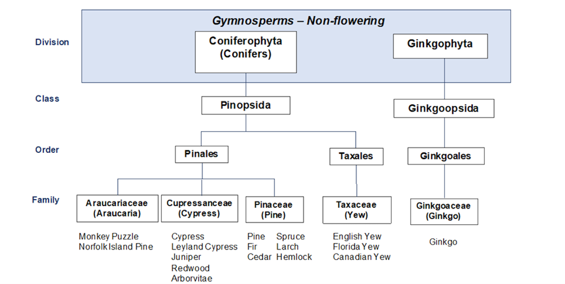 Chart showing gymnosperms-non-flowering at the top (division) with boxes for coniferophyta (conifers) and ginkogophyta. Line from Ginkogophyta goes to ginkgoopside (class) then ginkgoales (order) then ginkgoaceae, ginkgo (family) and Ginko the common name below. Line from Coniferophyta (conifers) (division) down to pinopsida (class) then pinnacles and taxales (order). Line from Taxales goes to (family) taxaceae (yew) and shows common names english yew, Florida yew, and Canadian yew. Line from Pinales goes to (family) araucariaceae (araucaria) with common names monkey puzzle and Norfolk Island pine, cupressanceae (cypress) with common names cypress, Leyland Cypress, juniper, redwood, and arborvitae, and pinaceae (pine) with common names pine, fir, cedar, spruce, larch, hemlock.