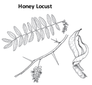 black and white image of honey locust leaves and pods