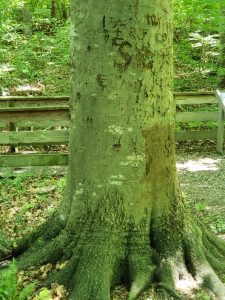 green tree trunk