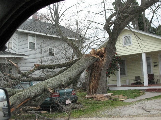 mature tree broken from a storm causing property damage