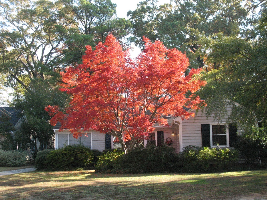 bright red maple in front of a suburban house