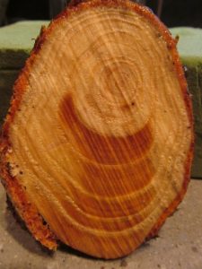 Cross section of compressed pine branch grain