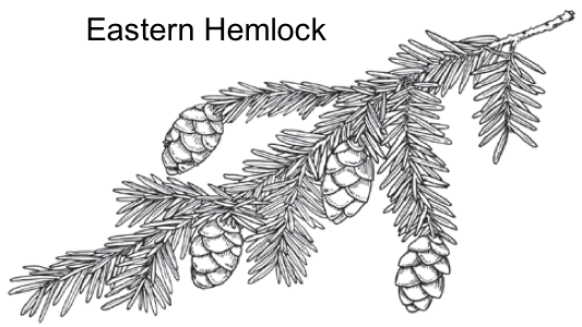 black and white image of eastern hemlock branch