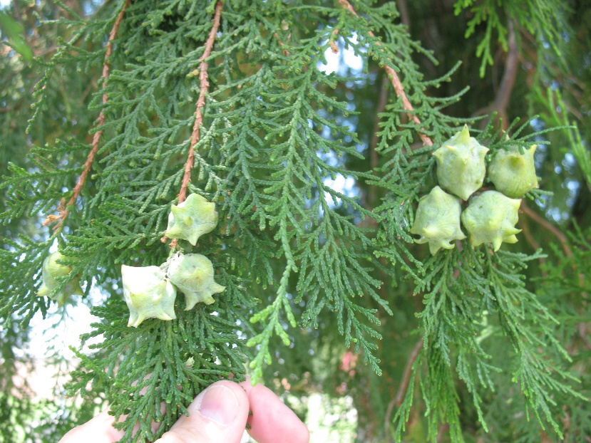 up close image of evergreen foliage and spherical cones