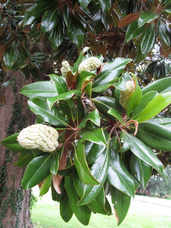 up close image of magnolia foliage and large seedcone