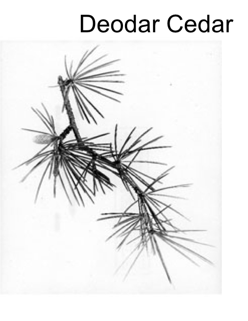 black and white image of deodar cedar branch