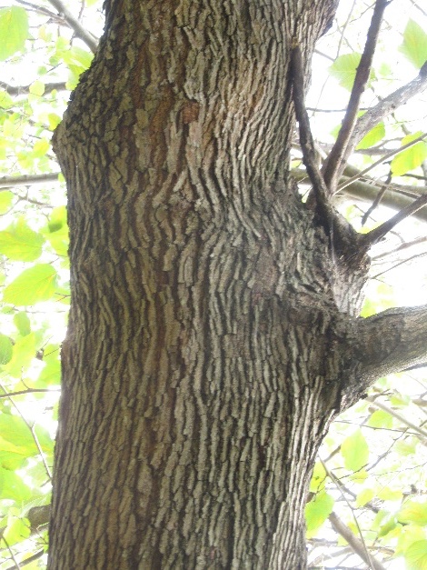 multiple new branch attachments forming on the outside of a tree