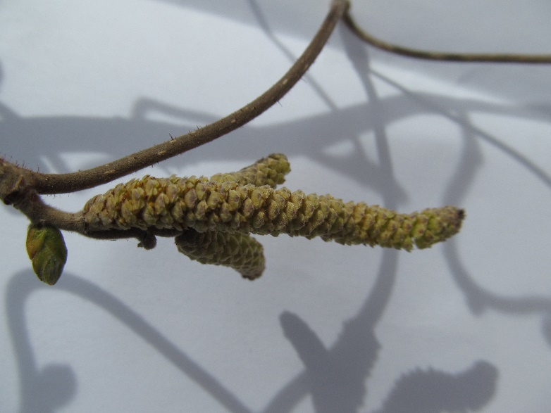 close up image of catkin flower cluster