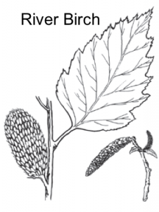black and white image of river birch leaf and catkin
