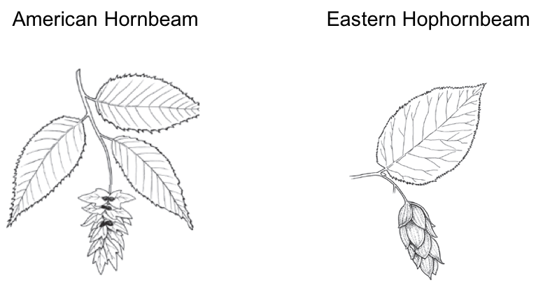 side by side black and white image of both American Hornbeam and Eastern Hophornbeam leaves