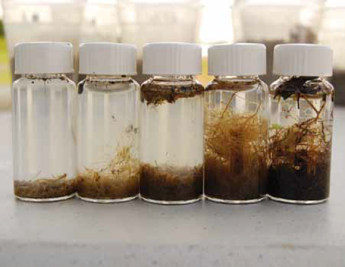 lab samples lined up comparing tillage organic matter