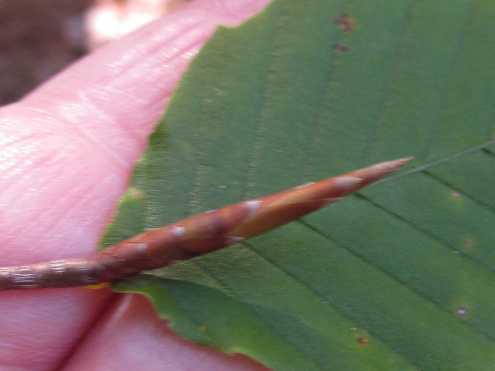 orange scaled cylndrical bud emerges from base of leaf at terminus of twig