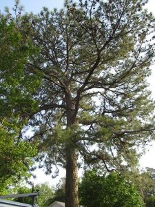 photo of a large pine tree on a sunny day