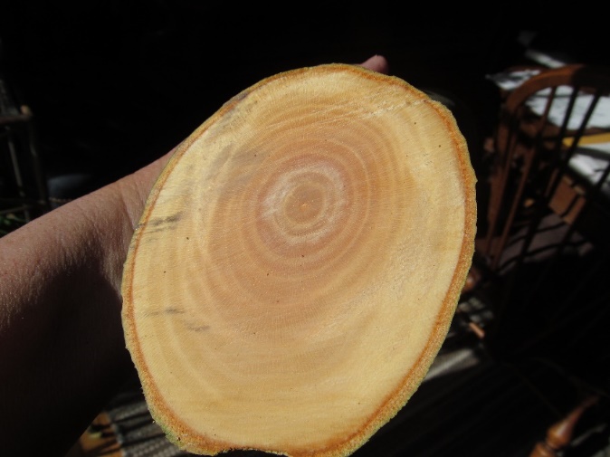 Cross section of wood grain on a sycamore branch