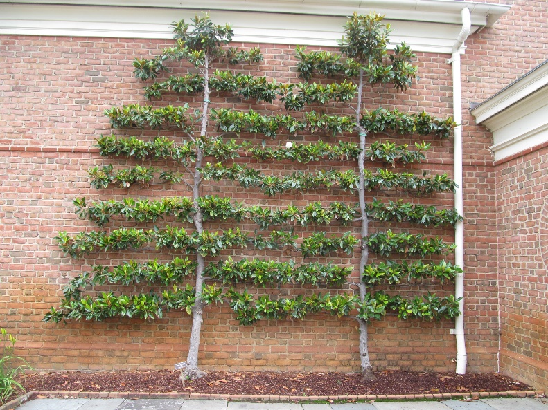 photo of two magnolia trees trained to grow against a brick wall