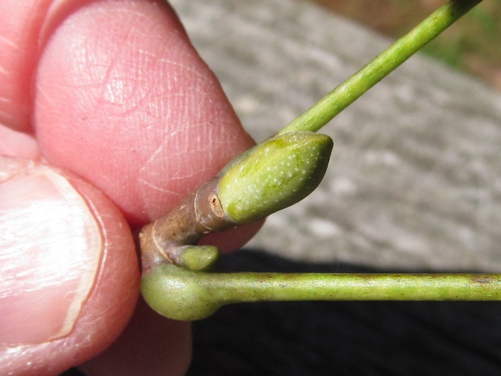 oval shaped green bud with tiny white spots appears at base of leaf stem with smaller bud and leaf stem below
