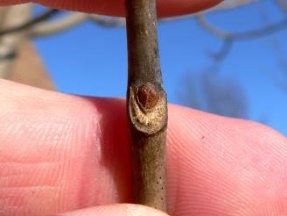 Smile-face crescent shaped wound on a brown branch with a small brown bud directly above it